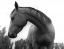 Horse on the Snake River Ranch, AHS66V01P10_02