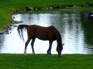 Horse, Bend, Oregon, AHSD01_001