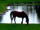 Horse, Bend, Oregon, AHSD01_002