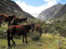 Horses in the Mountains, AHSD01_046