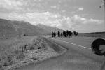 Teton Mountain Range, Horse, Snake River Ranch, AHSPCD0651_025