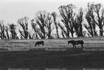 Rose Avenue, Cotati, Sonoma County, Horse, Cows, Eucalyptus