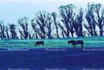 Rose Avenue, Cotati, Sonoma County, Horse, Cows, Eucalyptus, AHSPCD0657_020B