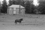 Rose Avenue, Cotati, Sonoma County, Horse, AHSPCD0661_063