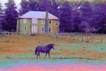 Rose Avenue, Cotati, Sonoma County, Horse, AHSPCD0661_063B