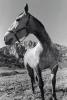 Oak Creek Canyon Horse, Arizona, AHSPCD3344_073