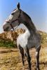 Horse in Oak Creek Canyon, Arizona, AHSPCD3344_073B