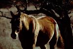 Horse Walking on a Lazy Afternoon, Marin County, AHSV01P01_15