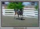 Arabian, Horse, AHSV01P03_05