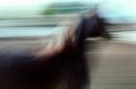 Arabian Horse, Sonoma County, AHSV01P03_13