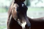 Arabian Horse, Sonoma County, AHSV01P03_17