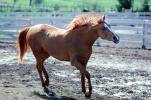 Arabian Horse, AHSV01P04_02