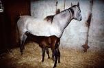 Arabian Colt and Mare