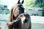 Arabian Horse, Sonoma County, AHSV01P05_07