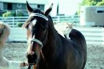 Arabian Horse, Sonoma County, AHSV01P05_08