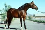 Arabian Horse, Sonoma County, AHSV01P05_12