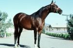 Arabian Horse, Sonoma County, AHSV01P05_13