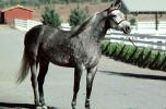 Arabian Horse, Sonoma County, AHSV01P05_14