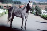 Arabian Horse, Sonoma County, AHSV01P05_15