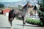Arabian Horse, Sonoma County, AHSV01P05_18