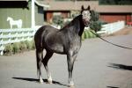 Arabian Horse, Sonoma County, AHSV01P06_01