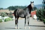 Arabian Horse, Sonoma County, AHSV01P06_02