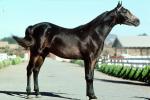Arabian Horse, Sonoma County, AHSV01P06_04