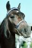 Arabian Horse, Sonoma County, AHSV01P06_05