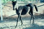 Arabian Horse, Sonoma County, AHSV01P06_12
