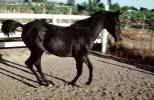 Arabian Horse, Sonoma County, AHSV01P06_13