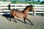 Arabian Horse, Sonoma County, AHSV01P06_14