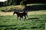 Horse in Sonoma County, AHSV01P07_18
