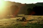 Horse in Sonoma County