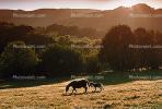 Horse in Sonoma County, AHSV01P08_05.1711