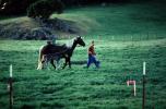 Horse in Sonoma County, AHSV01P08_08