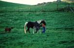 Horse in Sonoma County, AHSV01P08_09