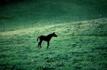 Horse in Sonoma County, AHSV01P08_10