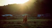Horse on the Big Island of Hawaii, AHSV01P08_13