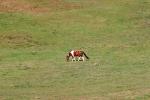 Horses in a Field, Mendocino County, AHSV01P09_12.4099