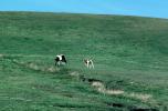 Horses in a Field, Mendocino County, AHSV01P09_14