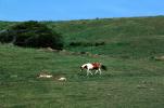 Horses in a Field, Mendocino County, AHSV01P09_15