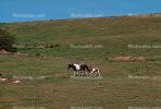 Horses in a Field, Mendocino County, AHSV01P09_16.1711