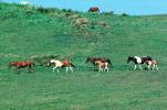 Horses in a Field, Mendocino County, AHSV01P09_18