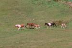 Horses in a Field, Mendocino County