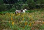 Horses in a Field near Mount Rainier, AHSV01P10_11.1711