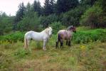 Horses near Mount Rainier, AHSV01P10_17.1711