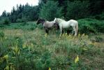 Horses near Mount Rainier, AHSV01P10_19