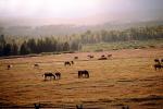 Horses in the Plains of Teton Mountains, AHSV01P11_01.4099