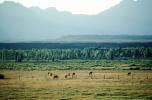 Horses in the Plains of Teton Mountains, AHSV01P11_04