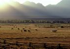 Horses in the Plains of Teton Mountains, AHSV01P11_10